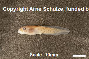 Sorry, no picture available